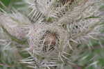 Yellow thistle <BR>Purple thistle